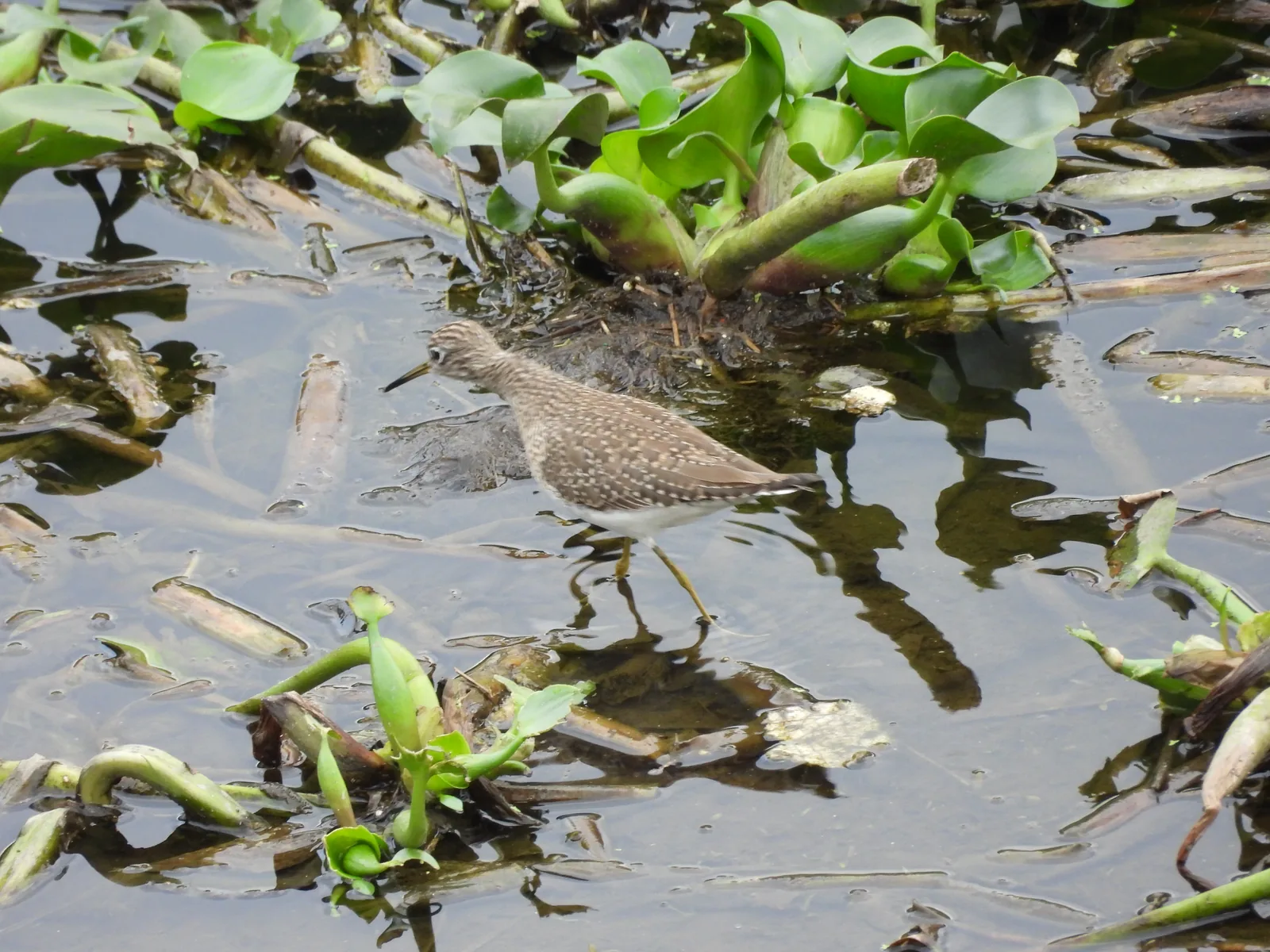 Playero Alzacolita (Actitis macularius)