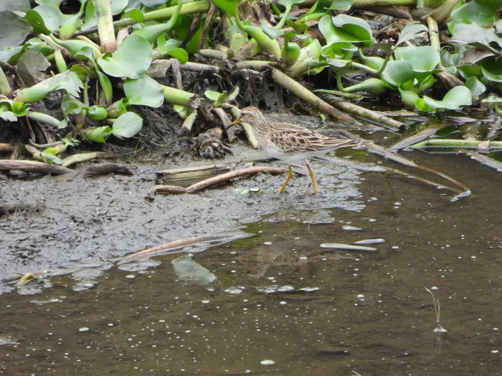 Playero Alzacolita (Actitis macularius)