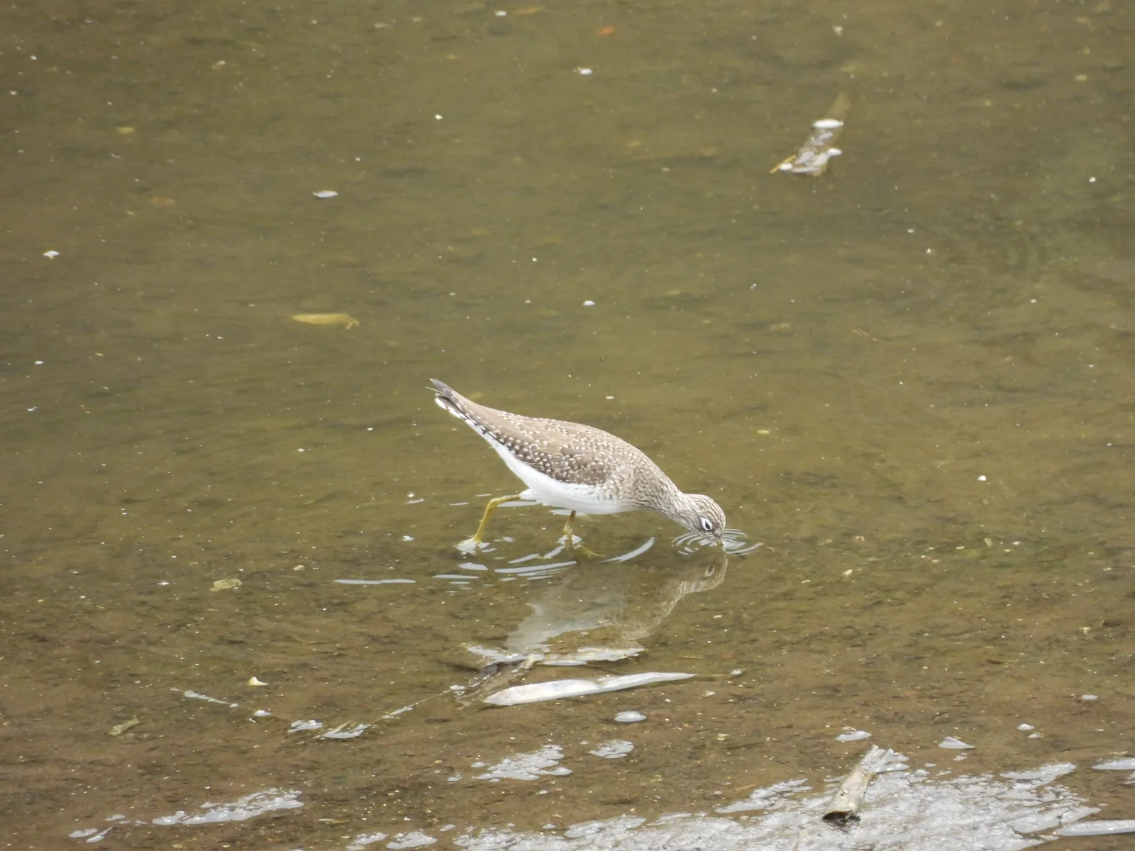 Playero Alzacolita (Actitis macularius)