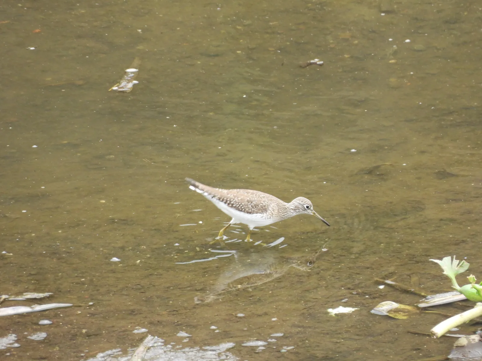 Playero Alzacolita (Actitis macularius)