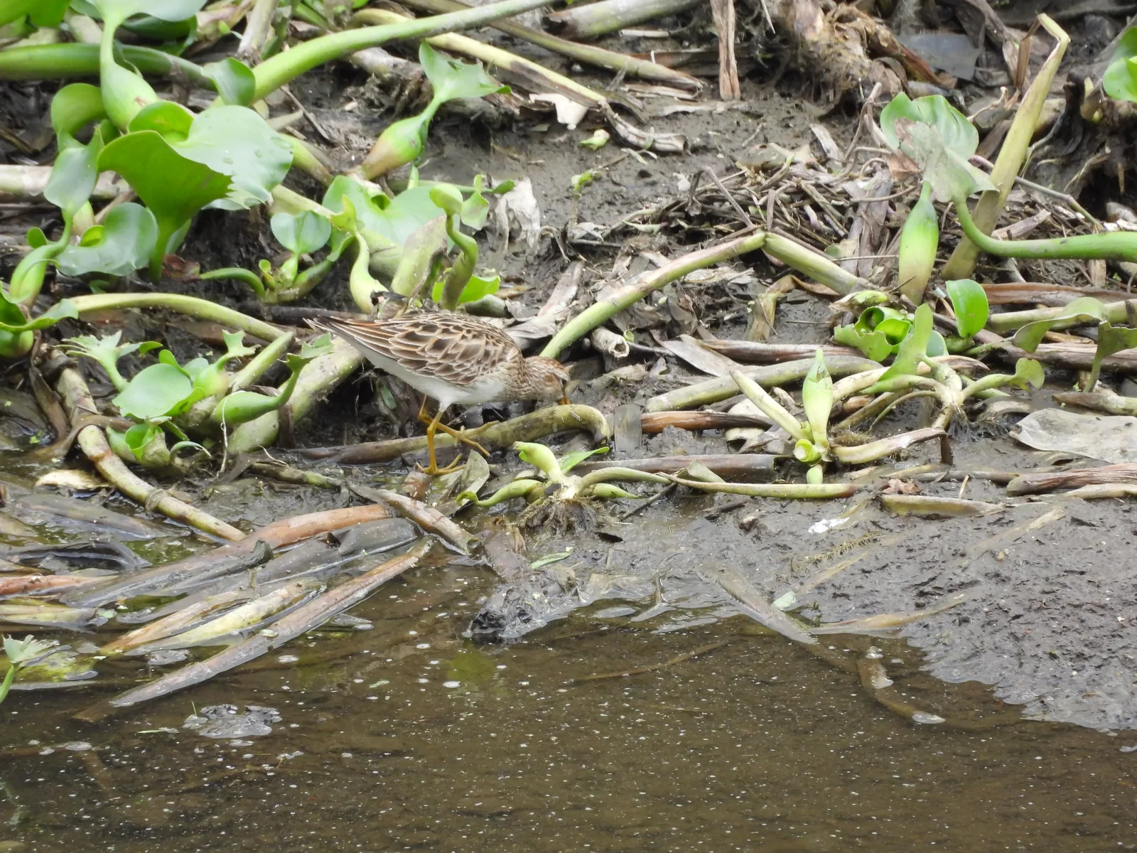 Playero Alzacolita (Actitis macularius)