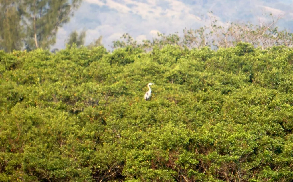 Garza Morena (Ardea herodias)