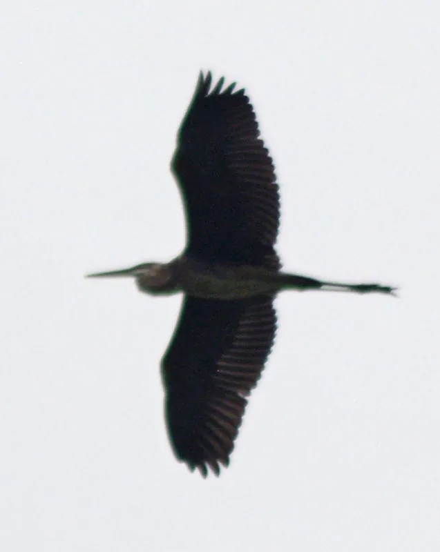 Garza Morena (Ardea herodias)