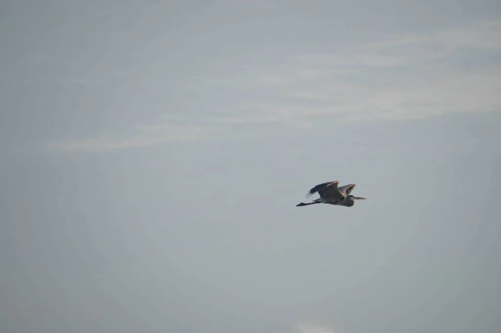 Garza Morena (Ardea herodias)