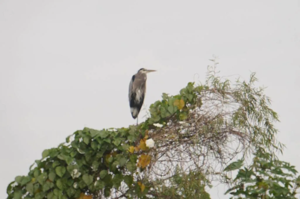 Garza Morena (Ardea herodias)
