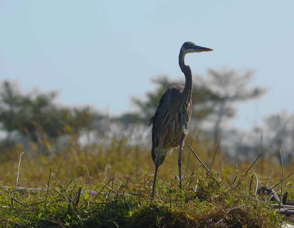 Garza Morena (Ardea herodias)