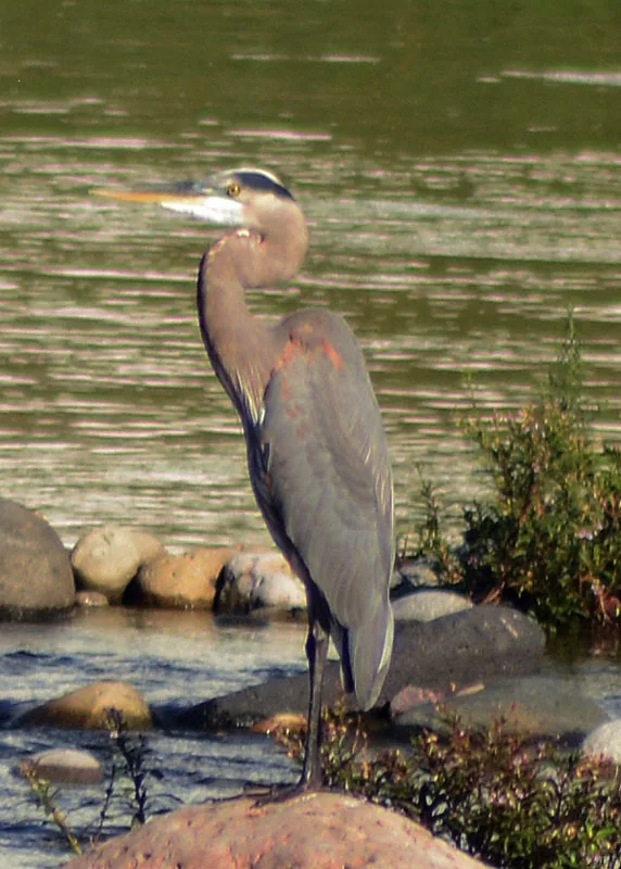 Garza Morena (Ardea herodias)
