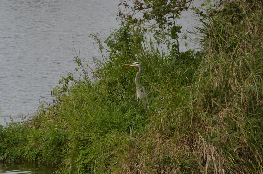 Garza Morena (Ardea herodias)