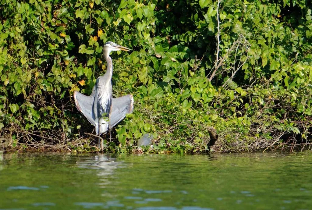 Garza Morena (Ardea herodias)