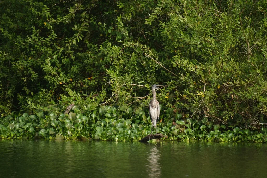 Garza Morena (Ardea herodias)