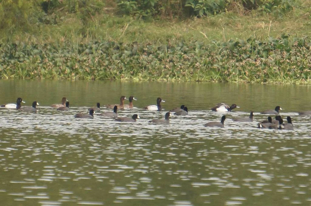 Pato Boludo Menor (Aythya affinis)