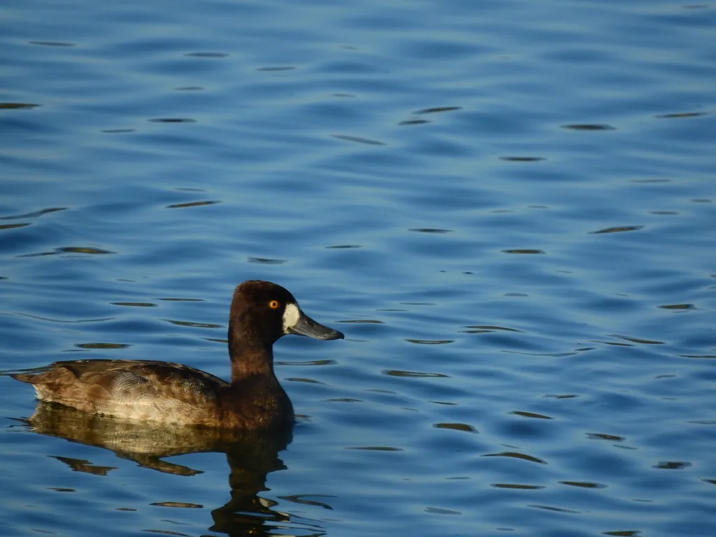 Pato Boludo Menor (Aythya affinis)