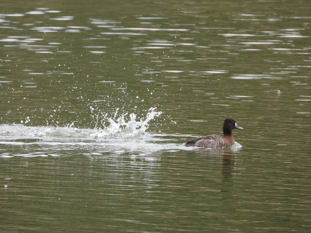 Pato Boludo Menor (Aythya affinis)