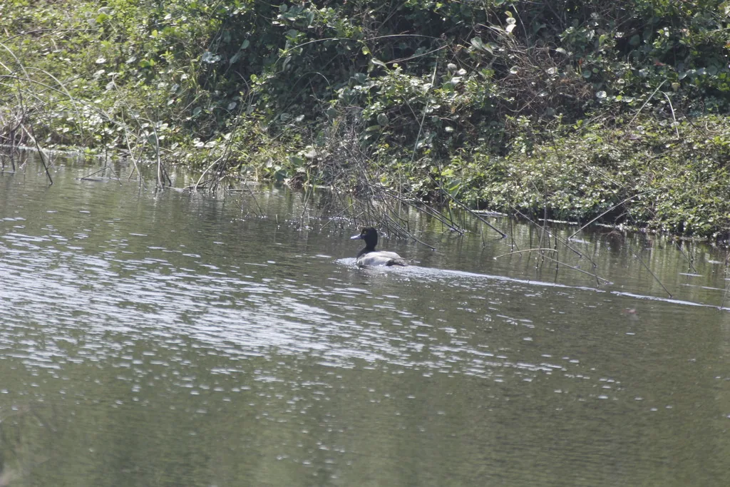 Pato Boludo Menor (Aythya affinis)
