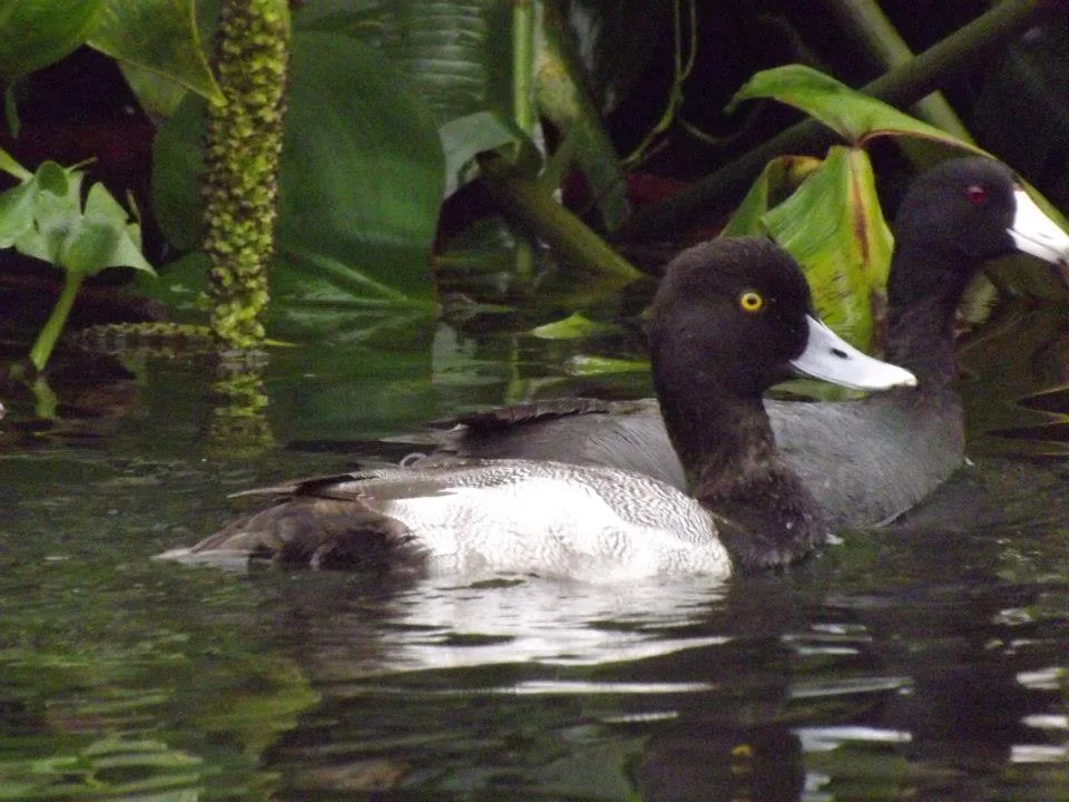 Pato Boludo Menor (Aythya affinis)