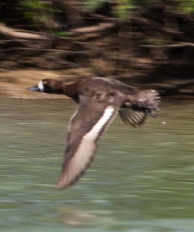 Pato Boludo Menor (Aythya affinis)