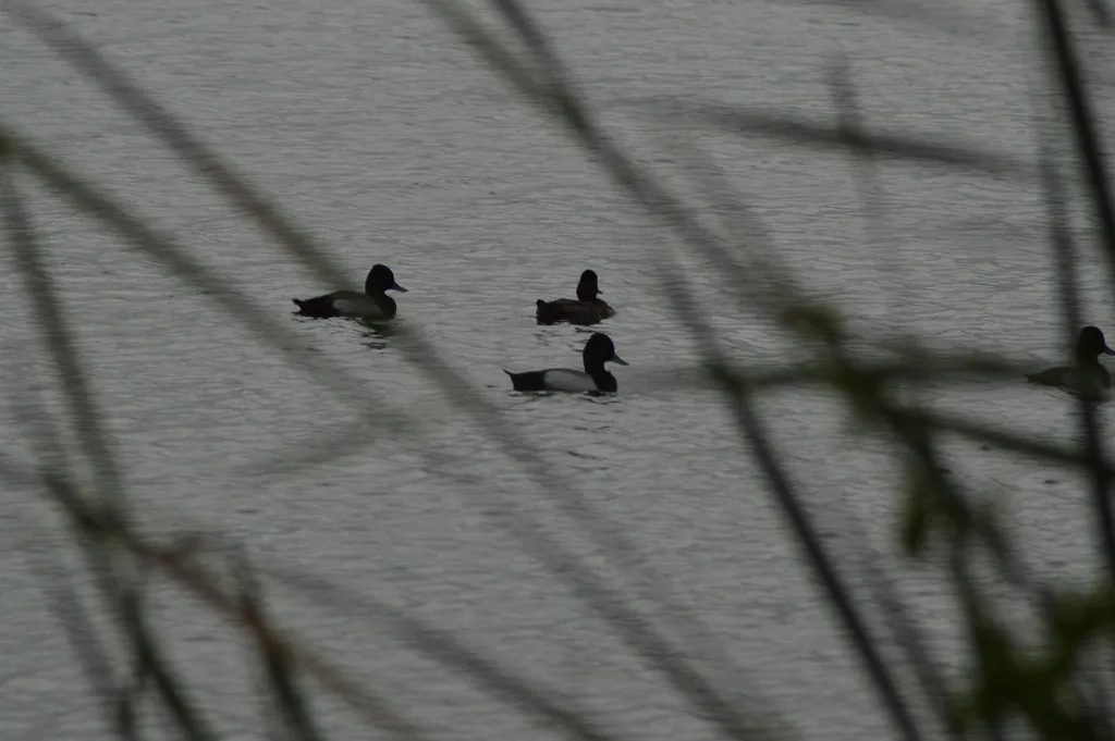 Pato Boludo Menor (Aythya affinis)