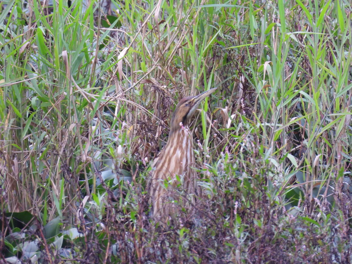 Avetoro Norteño (Botaurus lentiginosus)