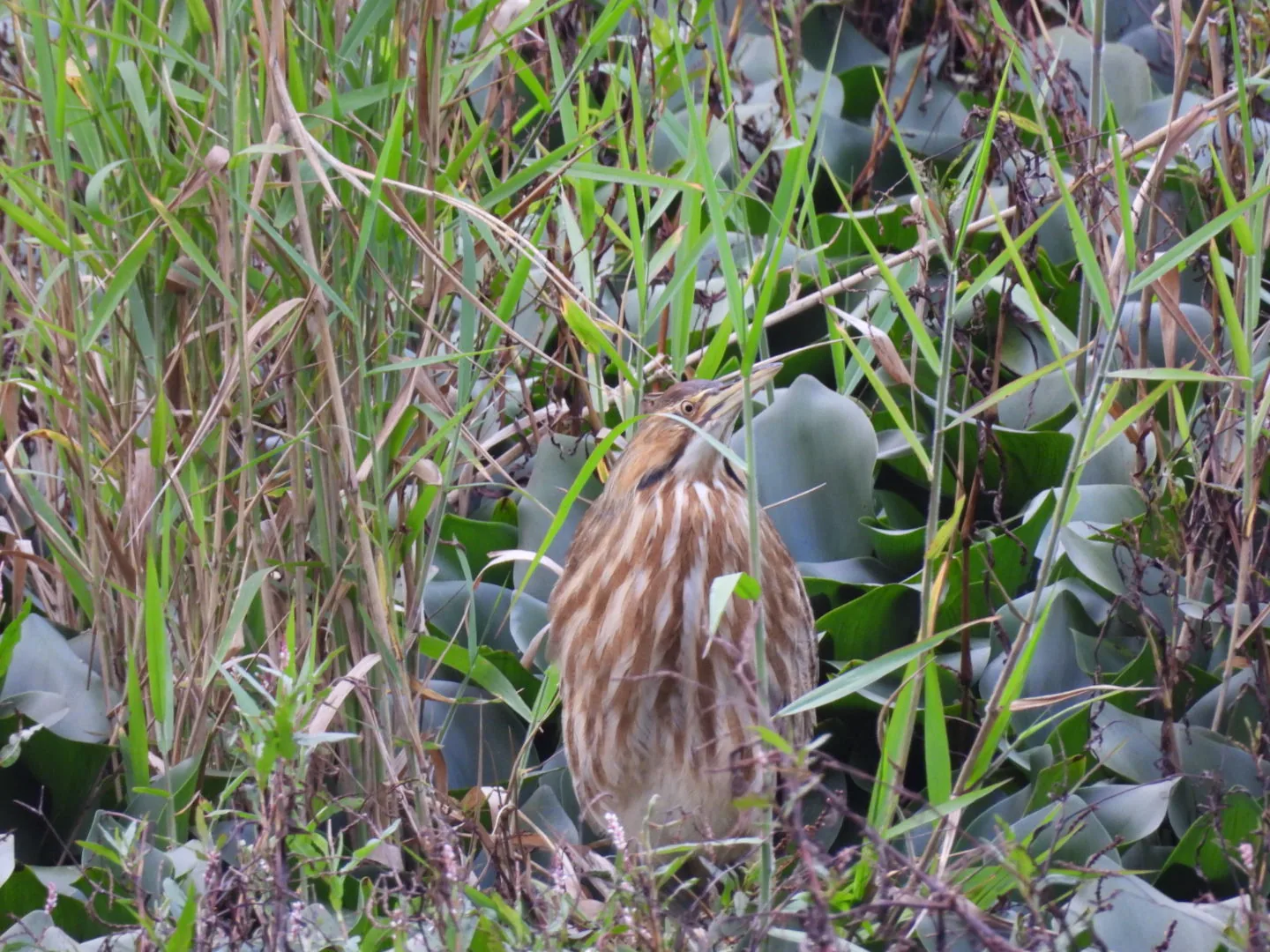 Avetoro Norteño (Botaurus lentiginosus)