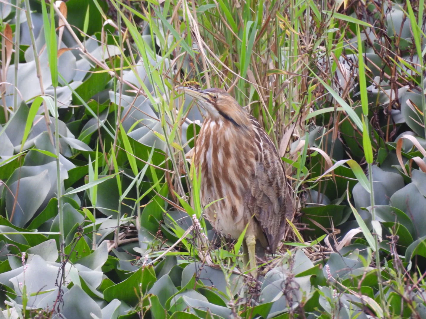 Avetoro Norteño (Botaurus lentiginosus)