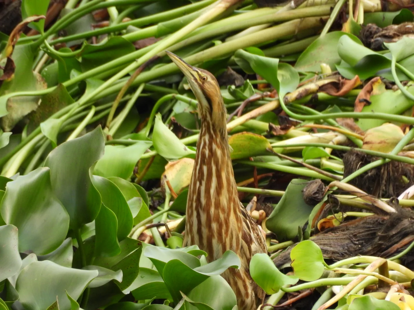 Avetoro Norteño (Botaurus lentiginosus)