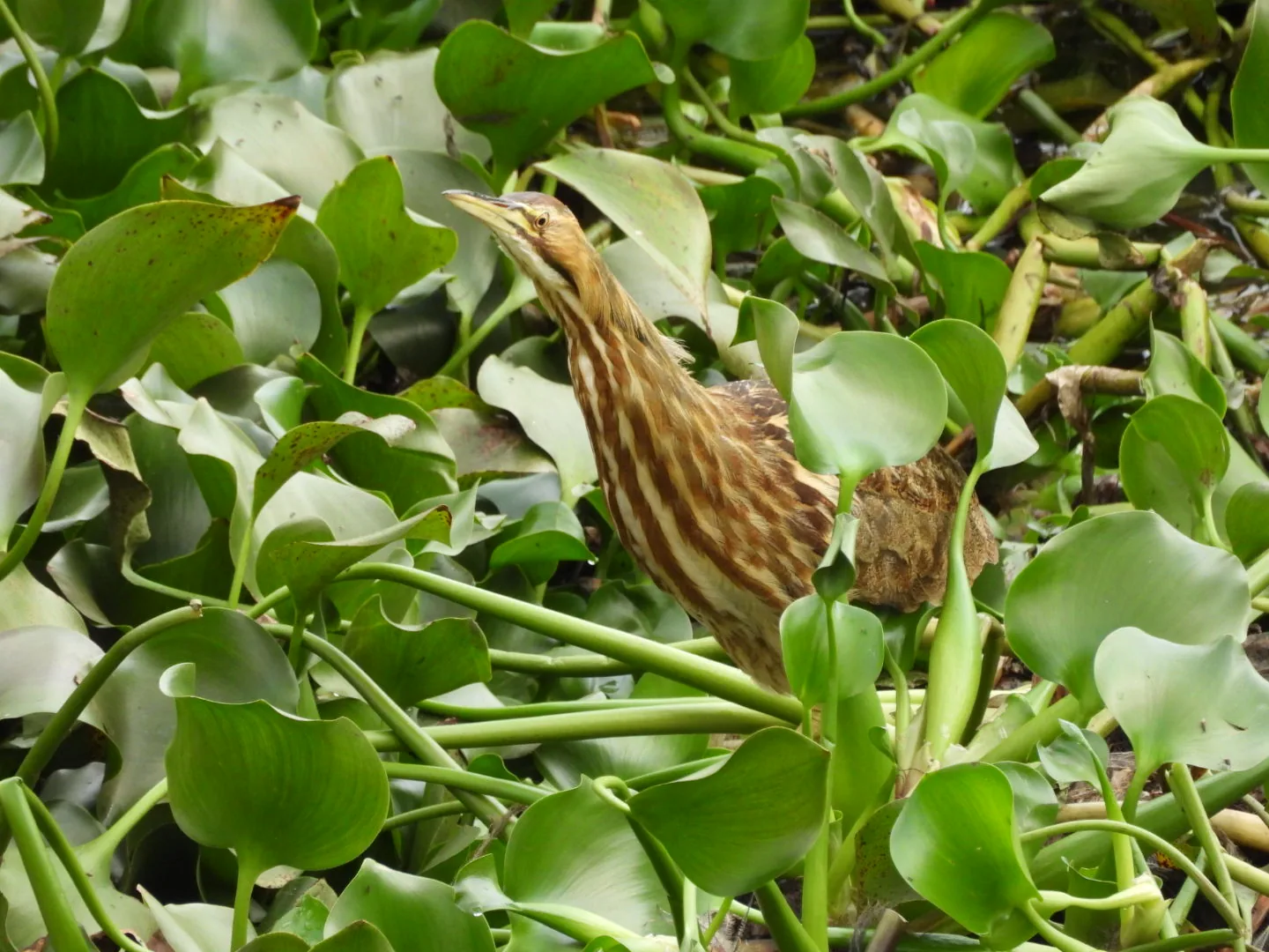 Avetoro Norteño (Botaurus lentiginosus)