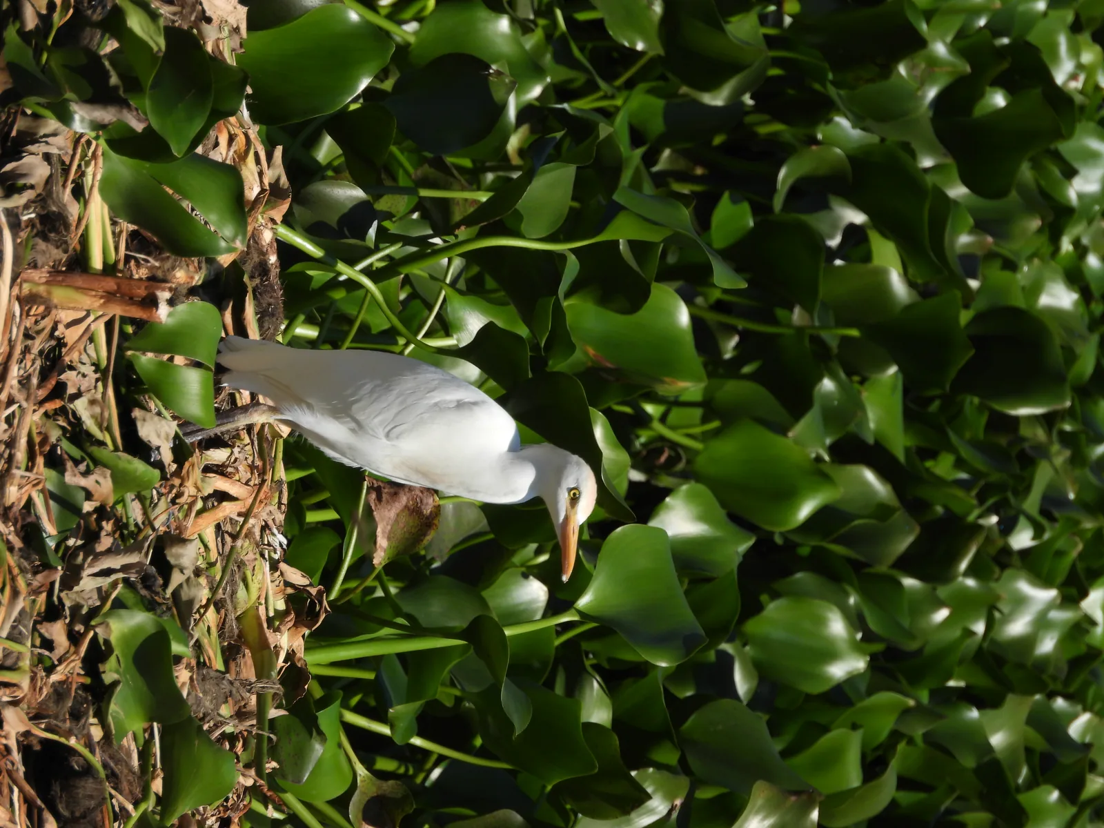 Garza Ganadera (Bubulcus ibis)