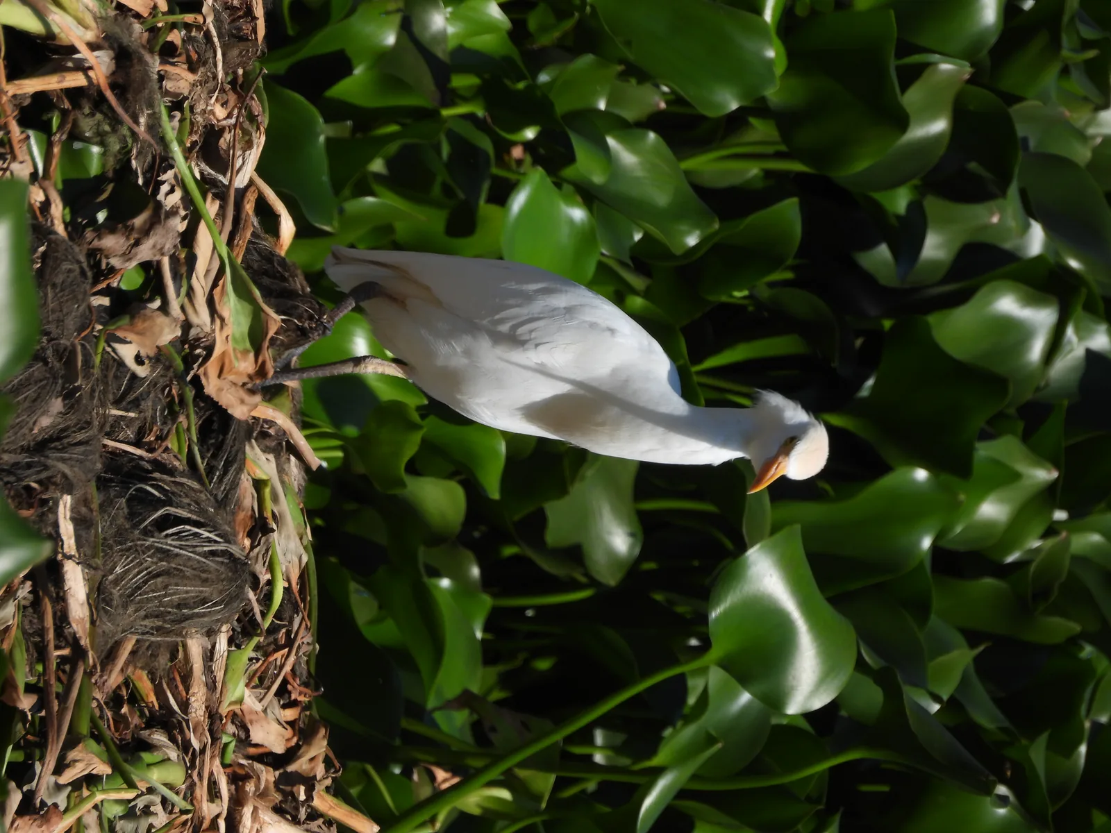 Garza Ganadera (Bubulcus ibis)
