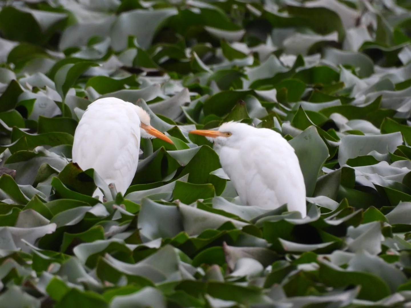 Garza Ganadera (Bubulcus ibis)