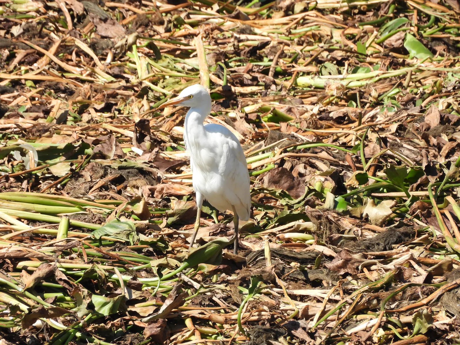 Garza Ganadera (Bubulcus ibis)