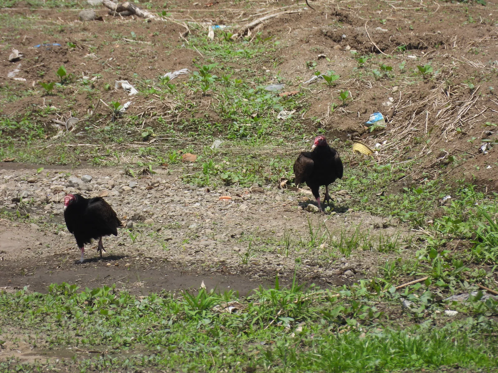 Zopilote Aura (Cathartes aura)