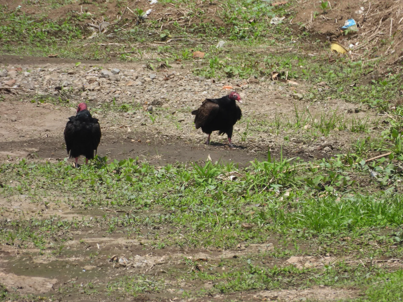 Zopilote Aura (Cathartes aura)