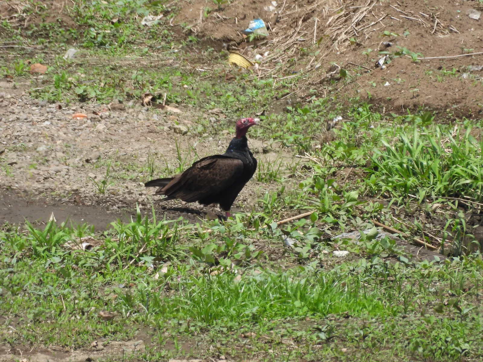 Zopilote Aura (Cathartes aura)