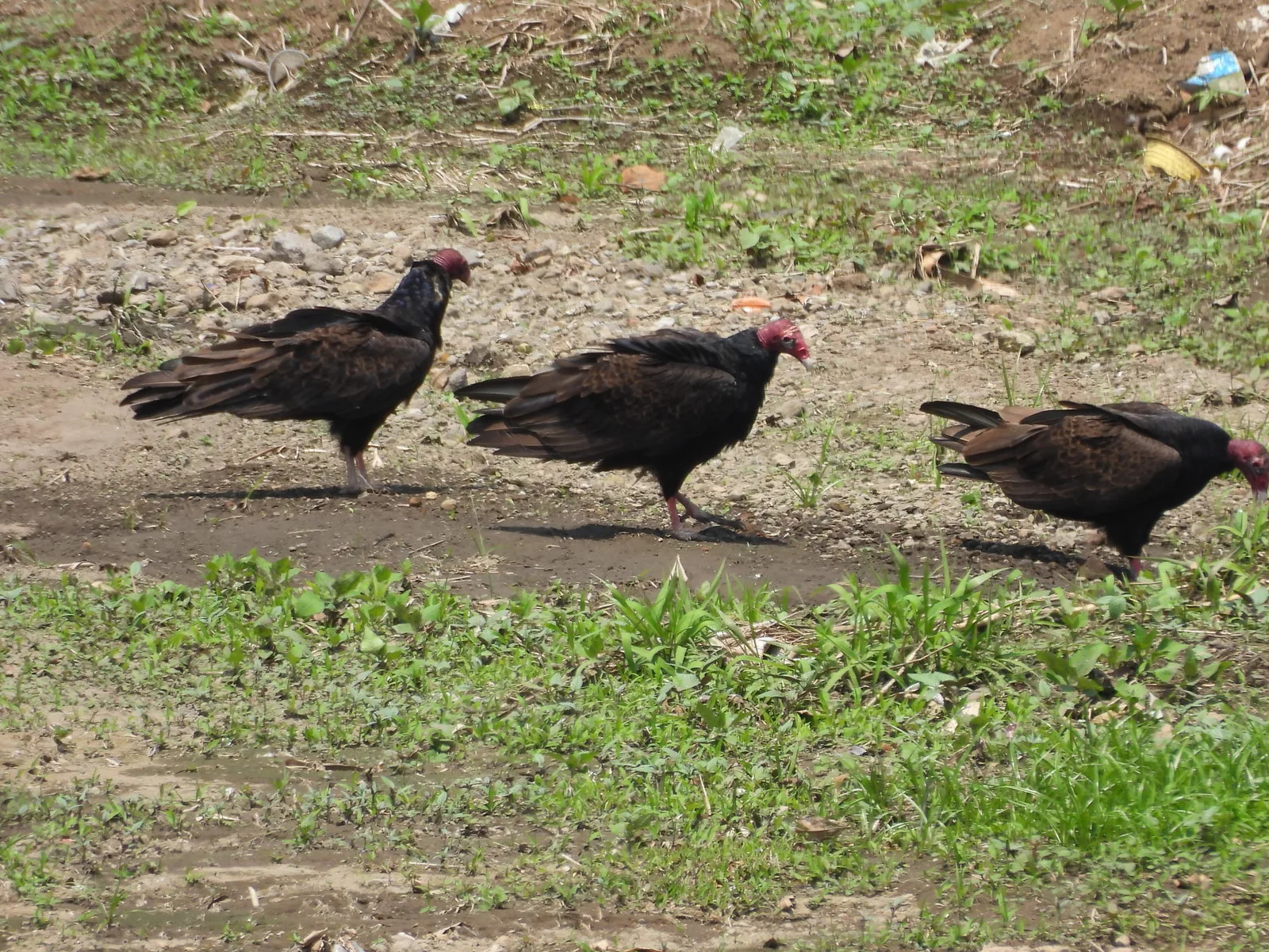 Zopilote Aura (Cathartes aura)