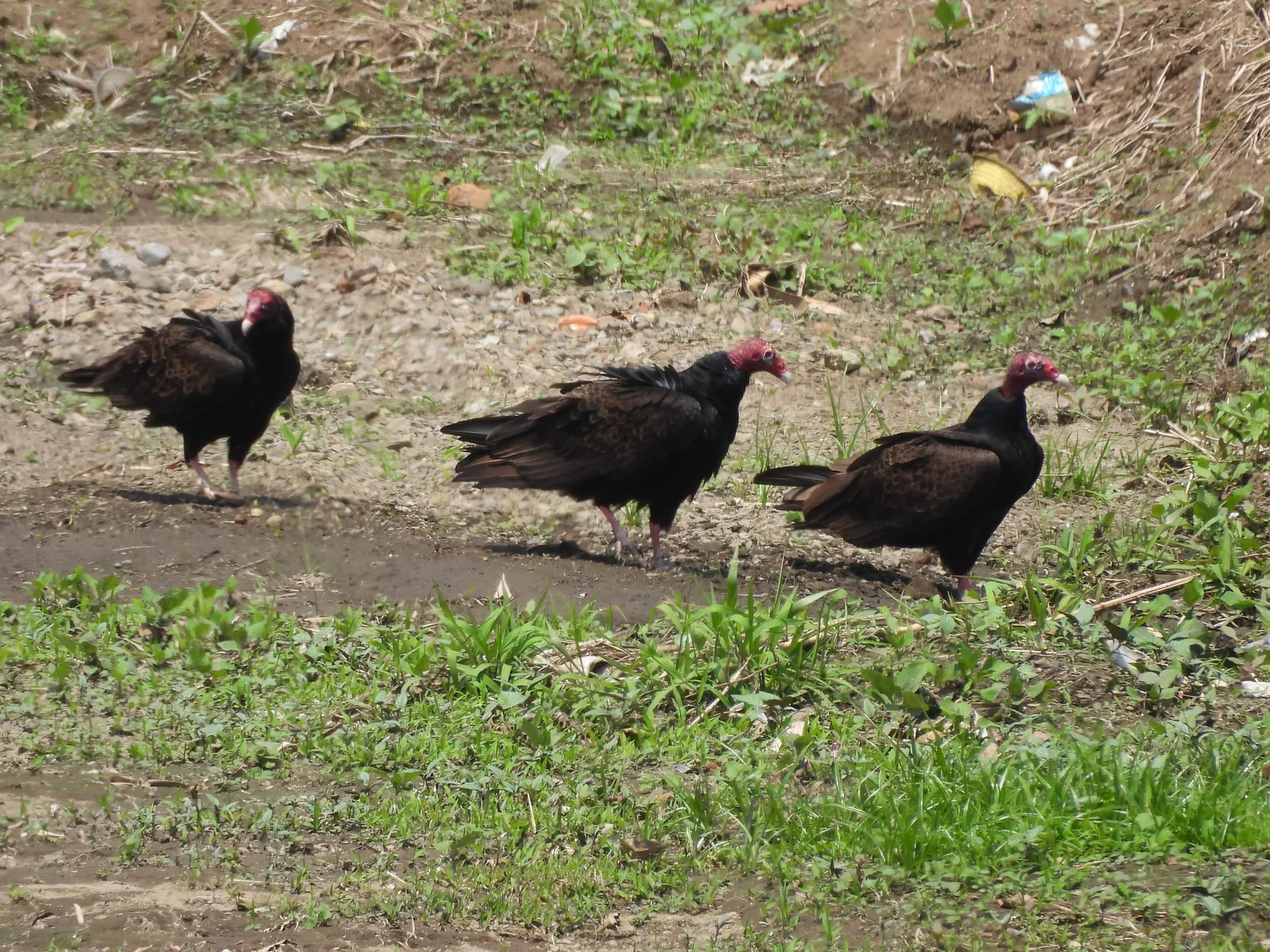 Zopilote Aura (Cathartes aura)