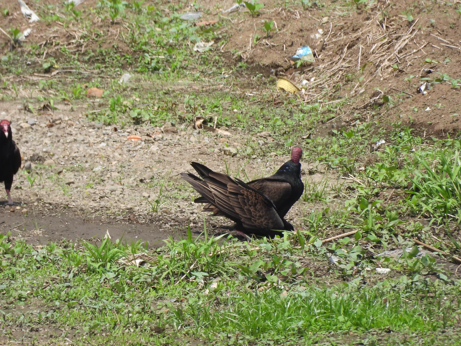 Zopilote Aura (Cathartes aura)