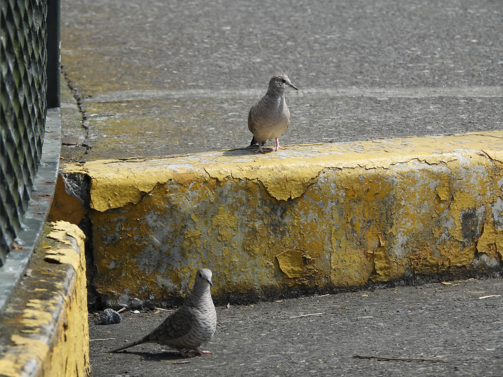 Tórtola Colilarga (Columbina inca)