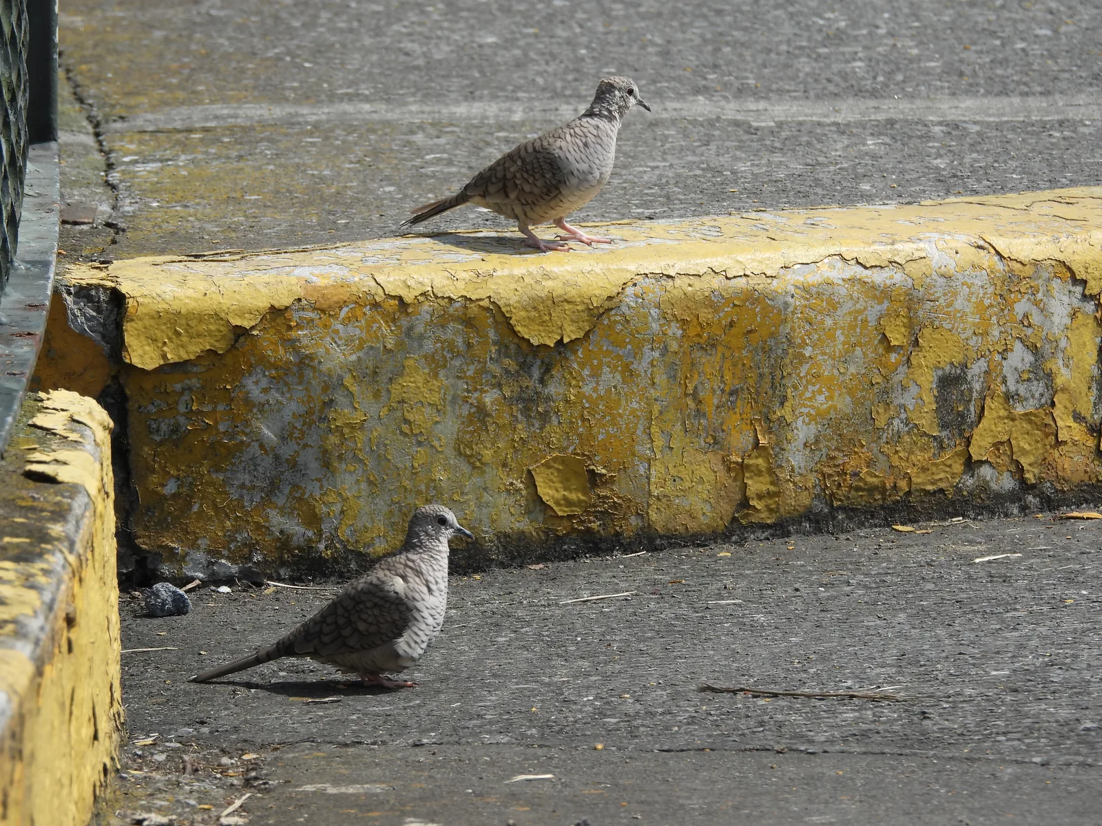 Tórtola Colilarga (Columbina inca)
