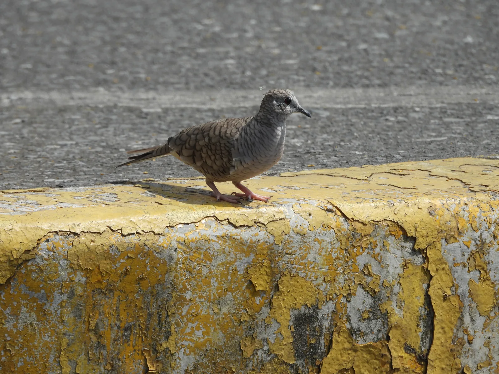 Tórtola Colilarga (Columbina inca)