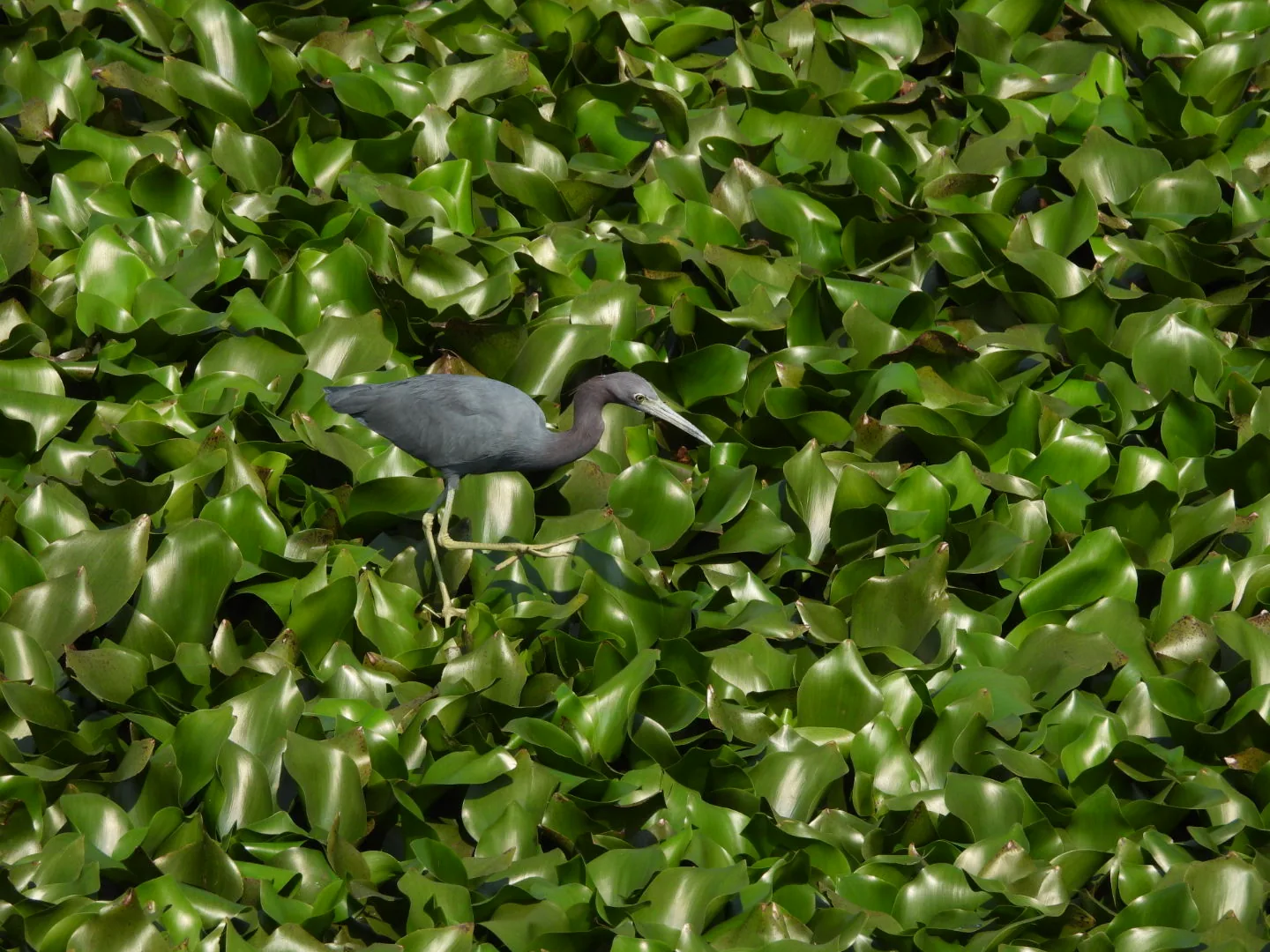 Garza Azul (Egretta caerulea)