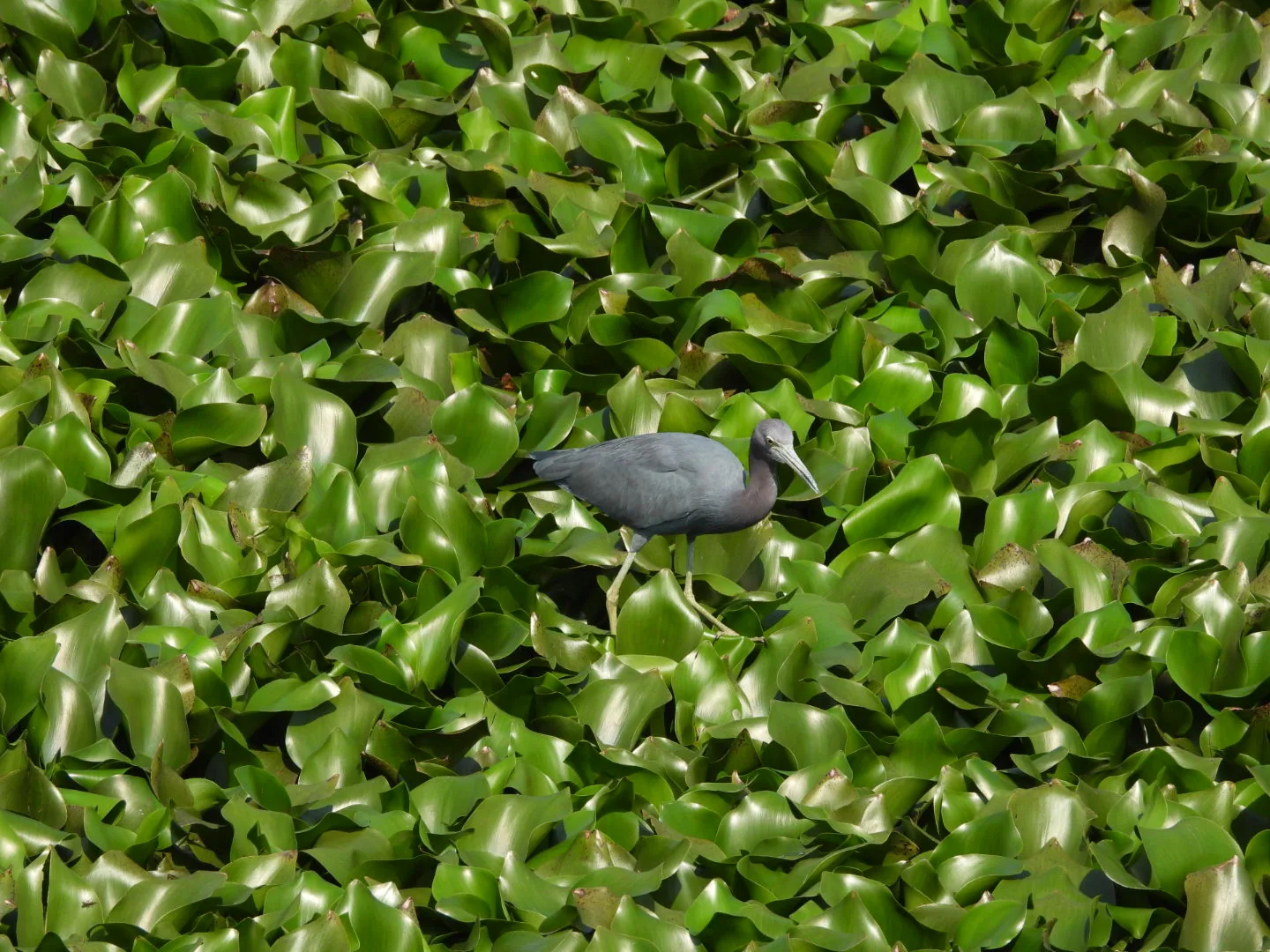 Garza Azul (Egretta caerulea)