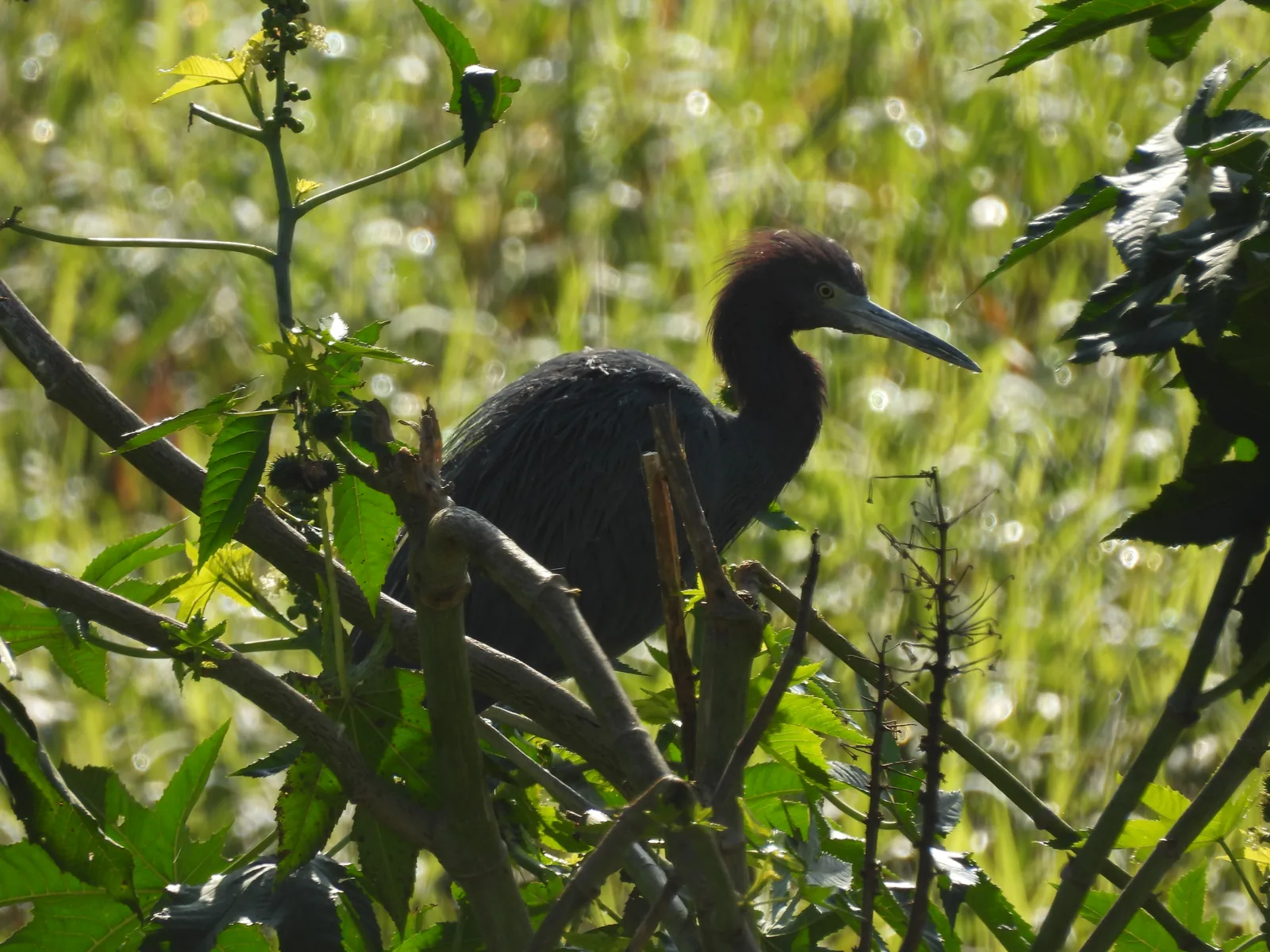 Garza Azul (Egretta caerulea)