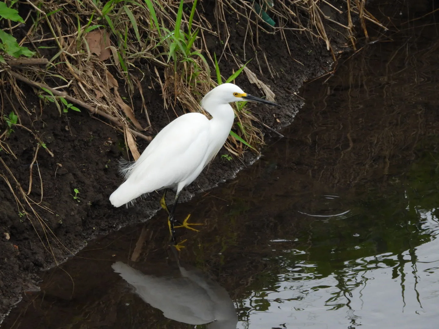 Garza Dedos Dorados (Egretta thula)