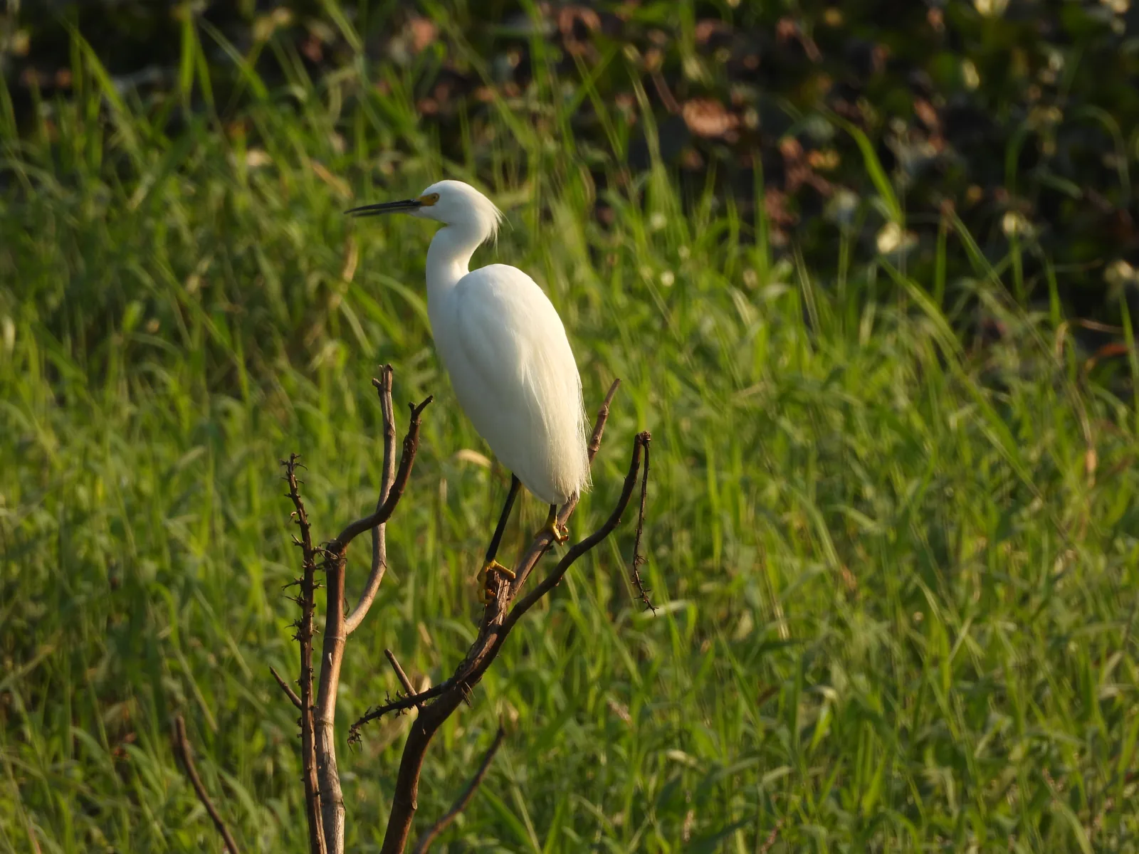 Garza Dedos Dorados (Egretta thula)