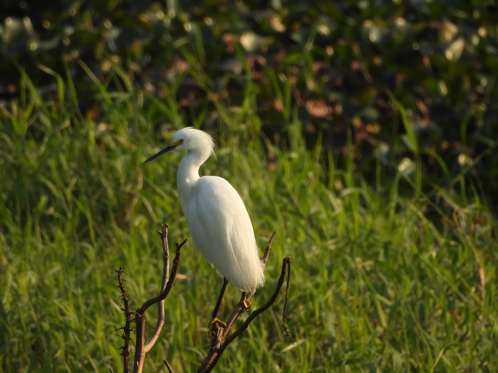 Garza Dedos Dorados (Egretta thula)