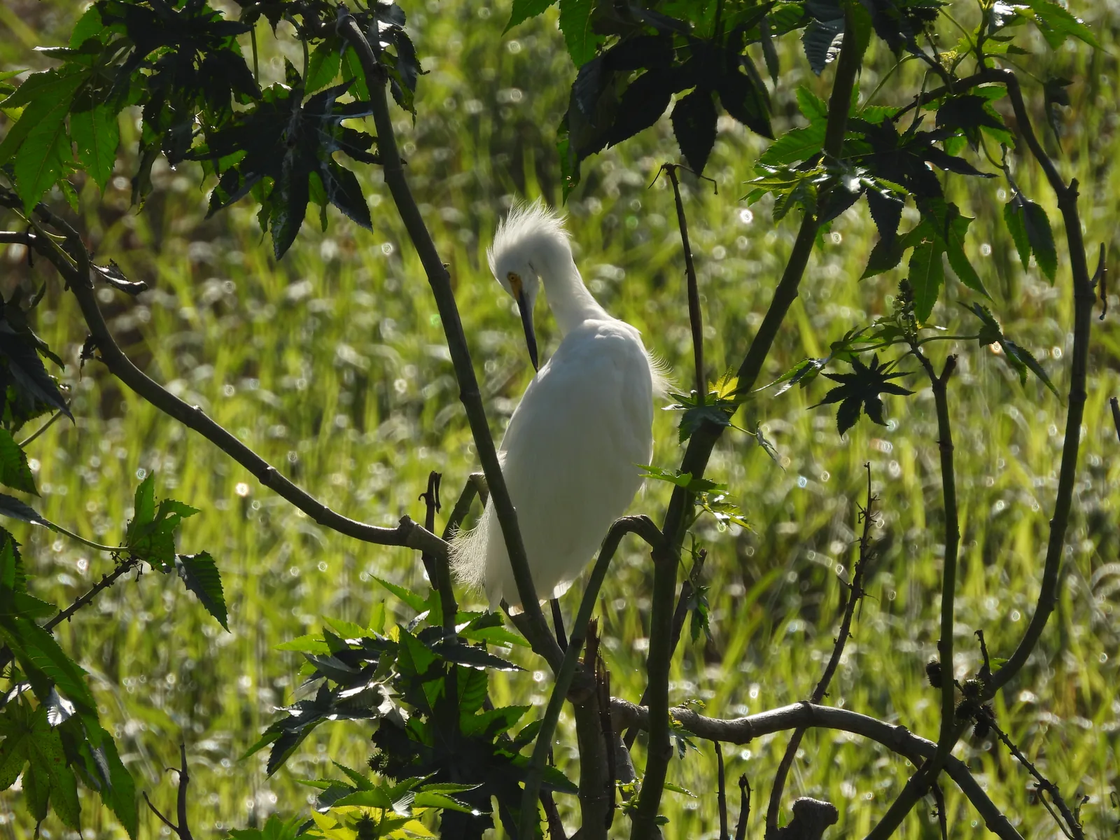 Garza Dedos Dorados (Egretta thula)