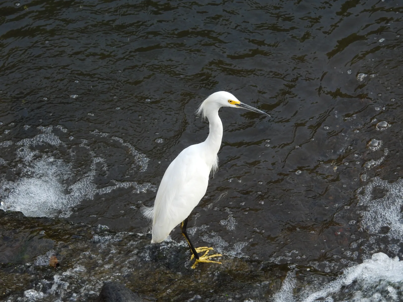 Garza Dedos Dorados (Egretta thula)