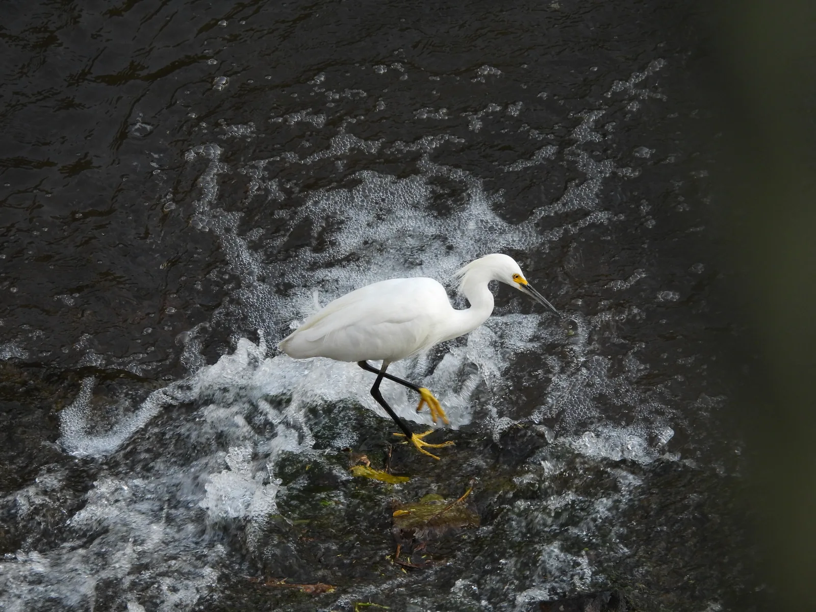Garza Dedos Dorados (Egretta thula)