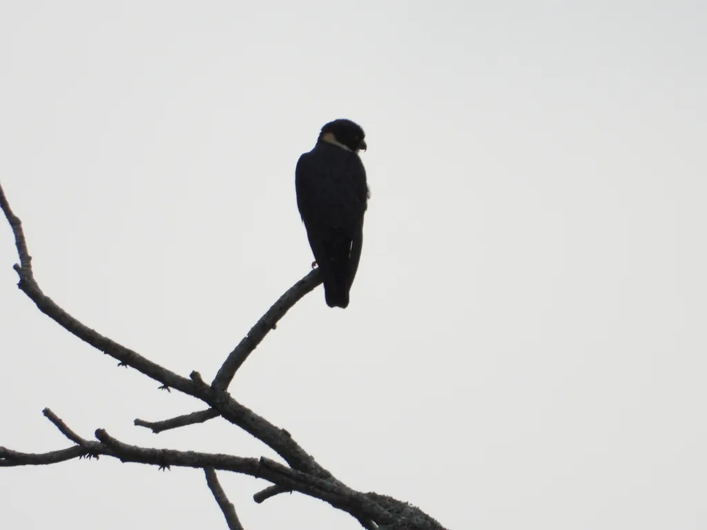 Halcón Murcielaguero (Falco rufigularis)
