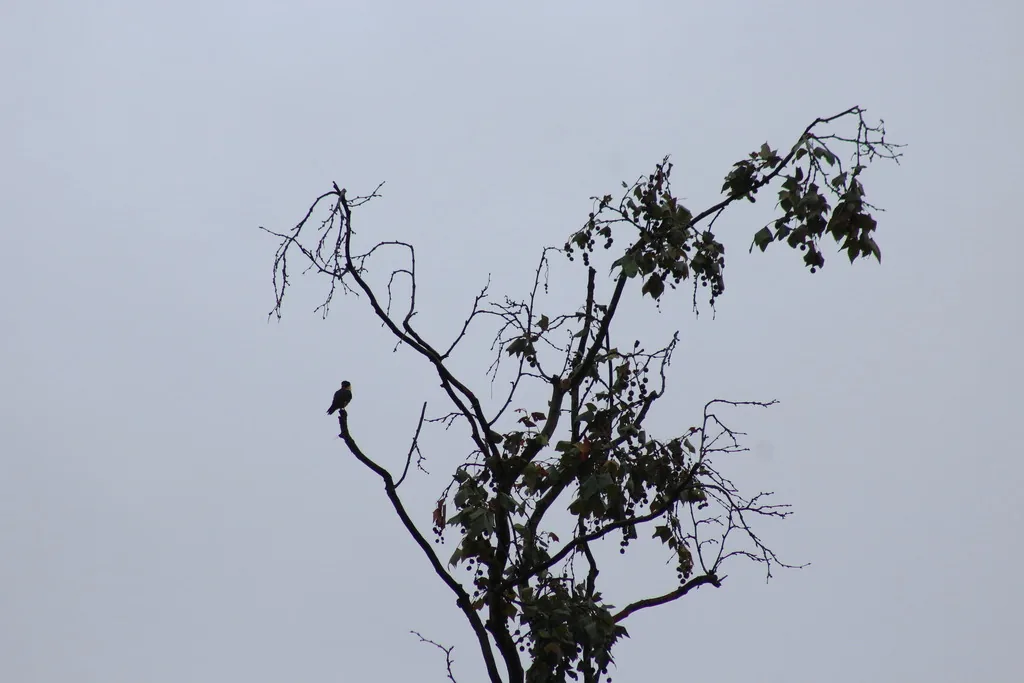 Halcón Murcielaguero (Falco rufigularis)